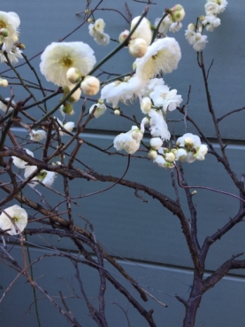 Instagram用_170122_0405.jpg